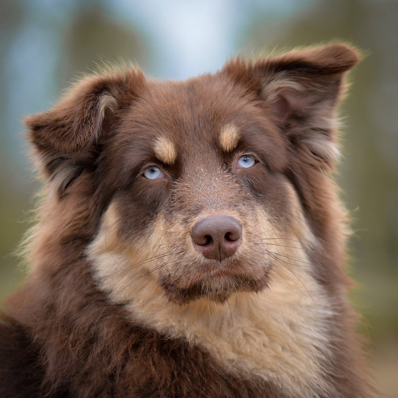 Celebrity Portrait